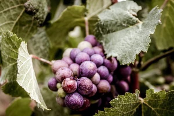 Weinberg Und Nahaufnahme Von Trauben Aus Reims Champagner — Stockfoto