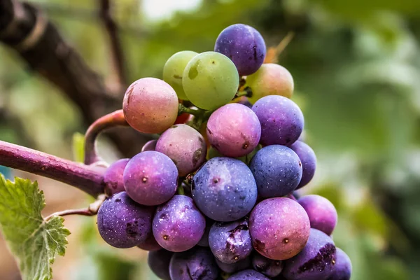 Vineyard Closeup Grapes Reims Champagne — Stock Photo, Image