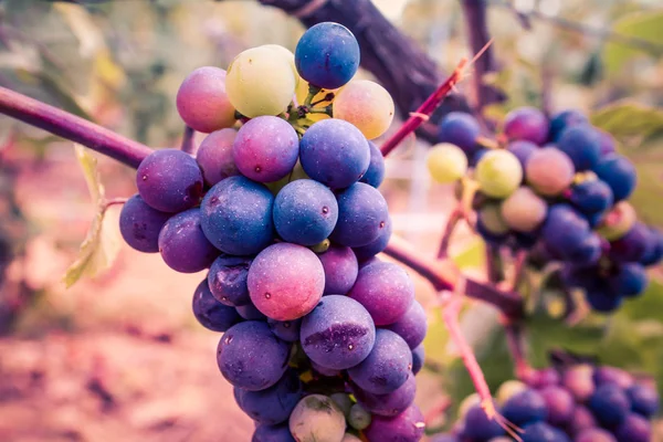 Viñedo Primer Plano Uvas Reims Champagne — Foto de Stock