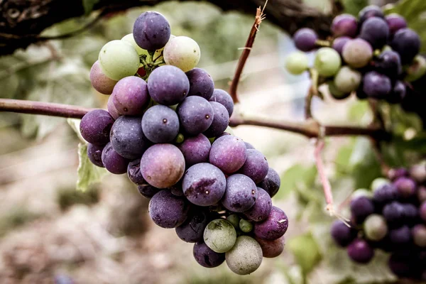 ブドウ畑とシャンパーニュ地方のランスからのブドウのクローズ アップ — ストック写真
