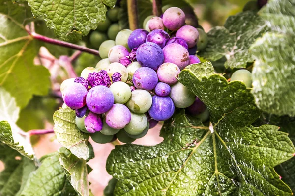 Weinberg Und Nahaufnahme Von Trauben Aus Reims Champagner — Stockfoto