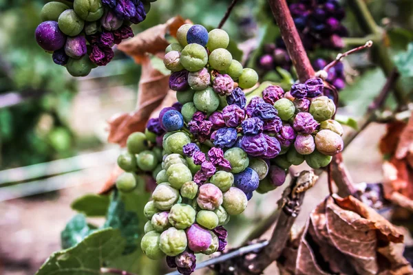 Vineyard Closeup Grapes Reims Champagne — Stock Photo, Image