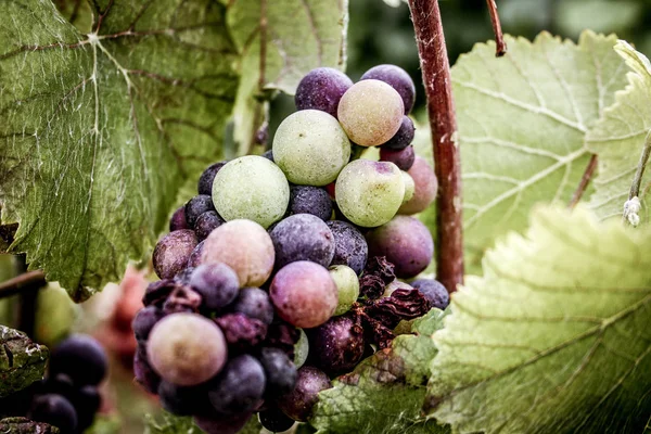 Weinberg Und Nahaufnahme Von Trauben Aus Reims Champagner — Stockfoto