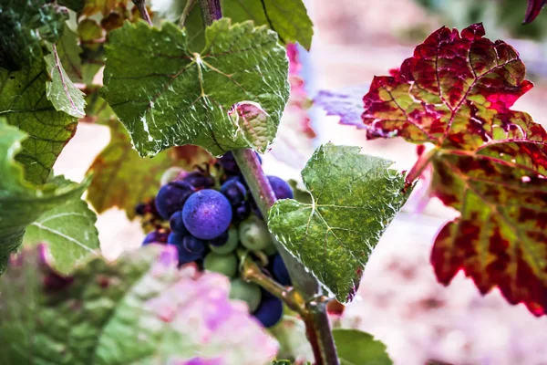 Viñedo Primer Plano Uvas Reims Champagne — Foto de Stock