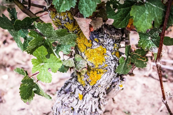 Vineyard Closeup Grapes Reims Champagne — Stock Photo, Image