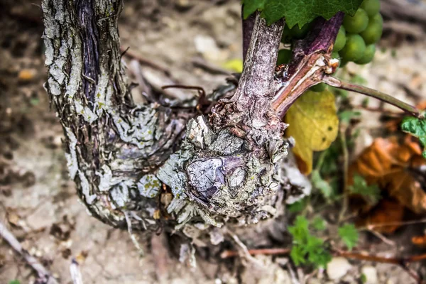 Vinha Closeup Uvas Reims Champagne — Fotografia de Stock