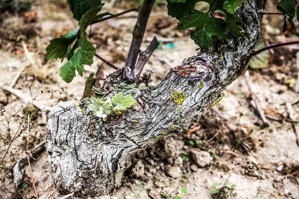 Winnica Zbliżenie Winogron Reims Szampanii — Zdjęcie stockowe