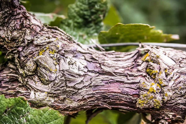 Vineyard Closeup Grapes Reims Champagne — Stock Photo, Image