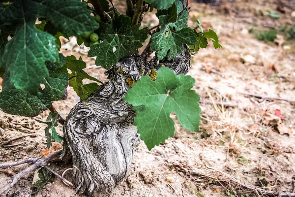 Bağ Reims Champagne Içinde Gelen Üzüm Closeup — Stok fotoğraf