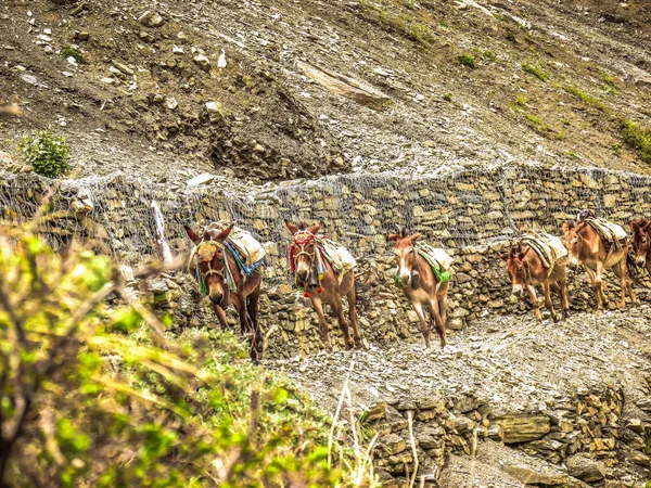 Krajobraz Natura Obszar Chroniony Annapurny Nepalu — Zdjęcie stockowe