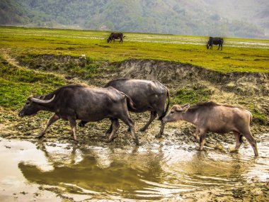 Manzara ve doğa Annapurna koruma alanında Nepal