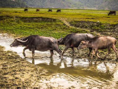 Manzara ve doğa Annapurna koruma alanında Nepal