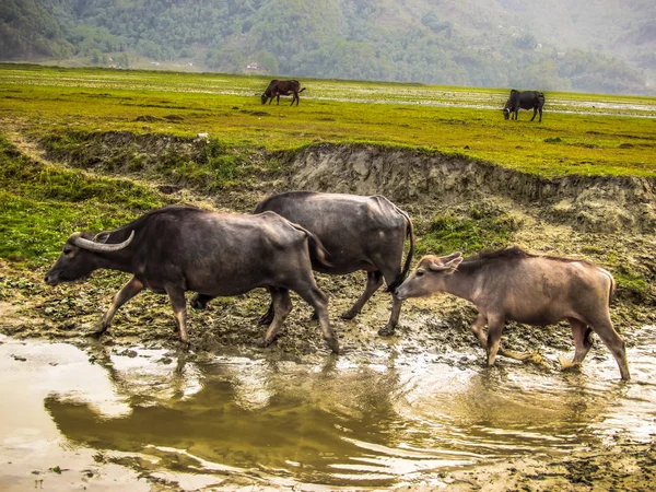 Manzara ve doğa Annapurna koruma alanında Nepal