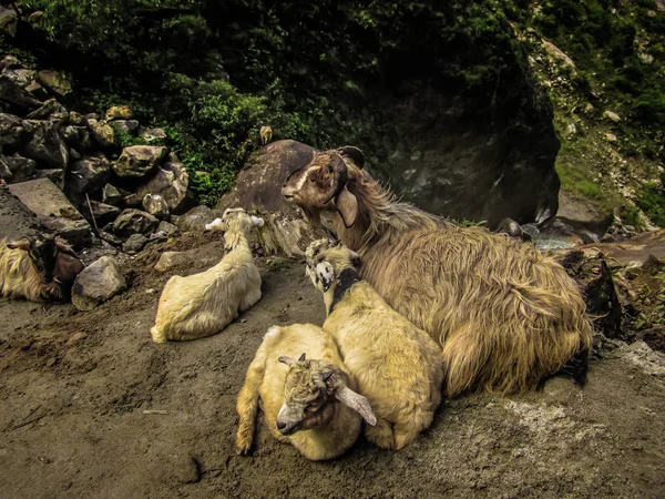 Krajobraz Natura Obszar Chroniony Annapurny Nepalu — Zdjęcie stockowe