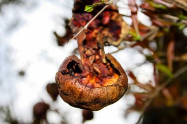 İsrail'den bir limon ağacı closeup