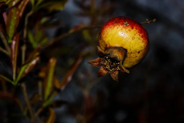 Srail Den Bir Limon Ağacı Closeup — Stok fotoğraf