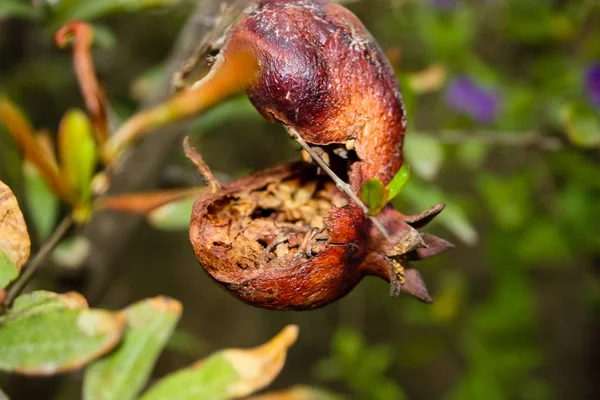 Srail Den Bir Limon Ağacı Closeup — Stok fotoğraf