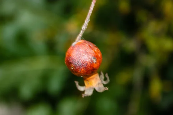 Srail Den Bir Limon Ağacı Closeup — Stok fotoğraf