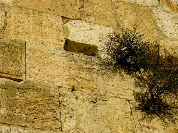 Cores de Israel — Fotografia de Stock