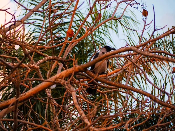 Couleurs d'Israël — Photo