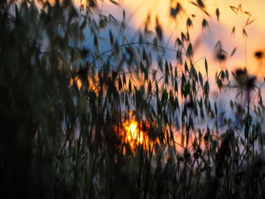 İsrail 'in Renkleri