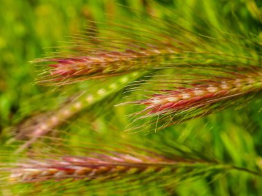 İsrail 'in Renkleri