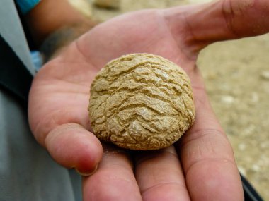 İsrail 'in Renkleri