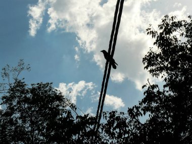 Doğa Jerusalem şehir İsrail'in sokakta