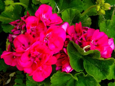 İsrail'den renkli çiçekler closeup