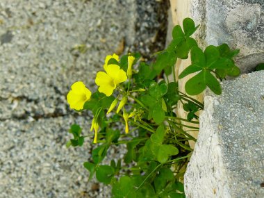 İsrail'den renkli çiçekler closeup