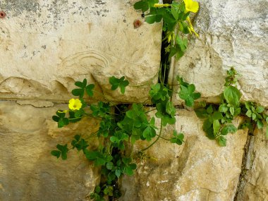İsrail'den renkli çiçekler closeup