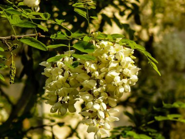 İsrail'den renkli çiçekler closeup