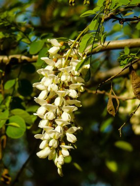 İsrail'den renkli çiçekler closeup