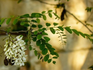 İsrail'den renkli çiçekler closeup