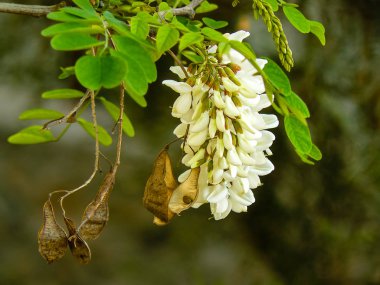 İsrail'den renkli çiçekler closeup