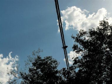 İsrail'den renkli çiçekler closeup