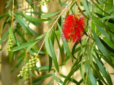 İsrail 'in Renkleri