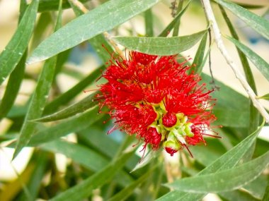 İsrail 'in Renkleri