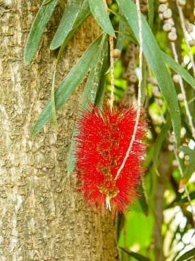 İsrail 'in Renkleri