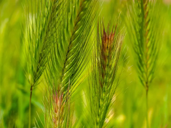 Cores de Israel — Fotografia de Stock