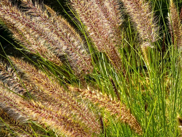 Natur Auf Der Straße Von Jerusalem City Israel — Stockfoto