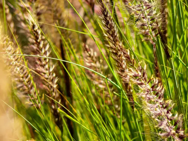 Närbild Färgglada Blommor Från Israel — Stockfoto