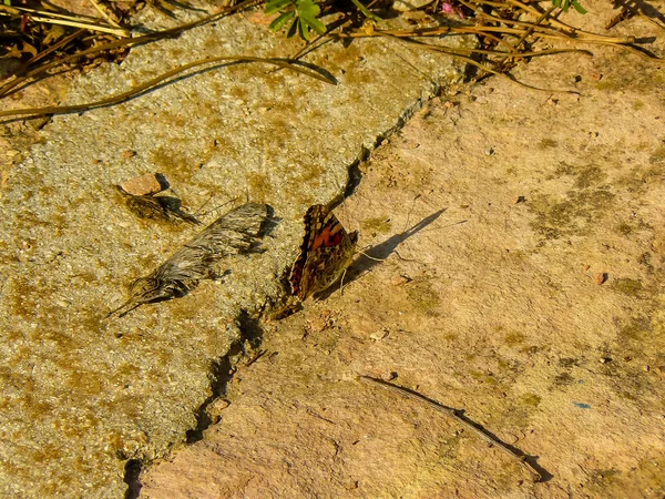 İsrail'den renkli çiçekler closeup