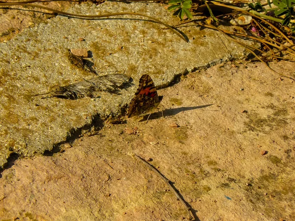 İsrail'den renkli çiçekler closeup