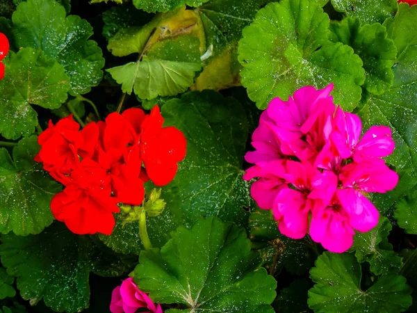 Gros Plan Fleurs Colorées Israël — Photo