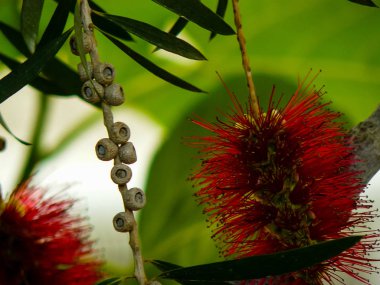 İsrail 'in Renkleri