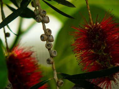 İsrail 'in Renkleri