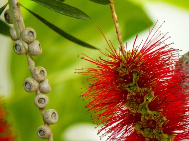 İsrail 'in Renkleri