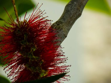 İsrail 'in Renkleri