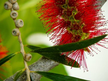 İsrail 'in Renkleri